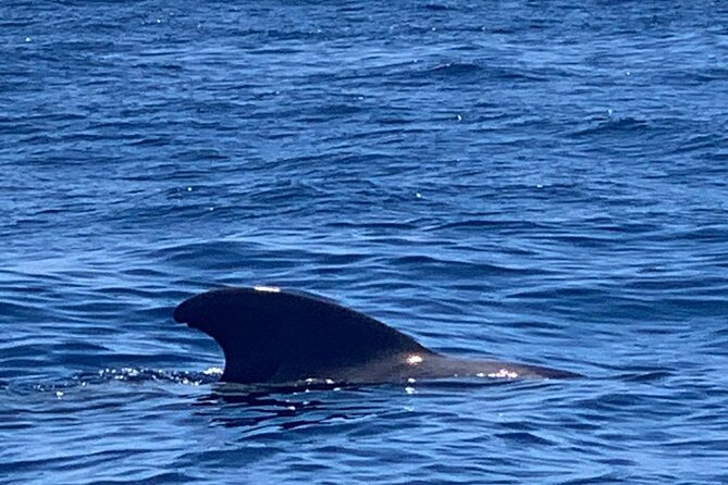 3-hour excursion to Puerto Colón Adeje to see whales - Who this trip suits best (and when to skip it)