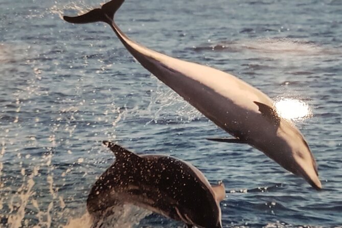 3-hour excursion to Puerto Colón Adeje to see whales - Practical tips that make the day easier