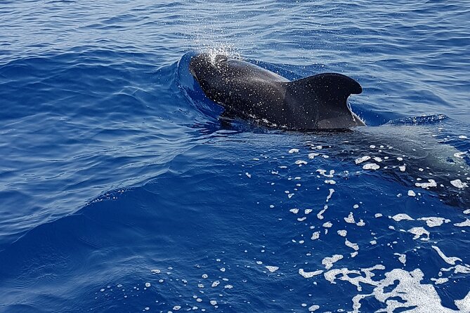 3-hour excursion to Puerto Colón Adeje to see whales - The natural-watching approach: getting close without forcing it