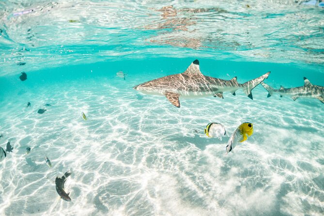 3-Hour Snorkeling Tour - Hauru coral garden between two motus (and why you should lower expectations)