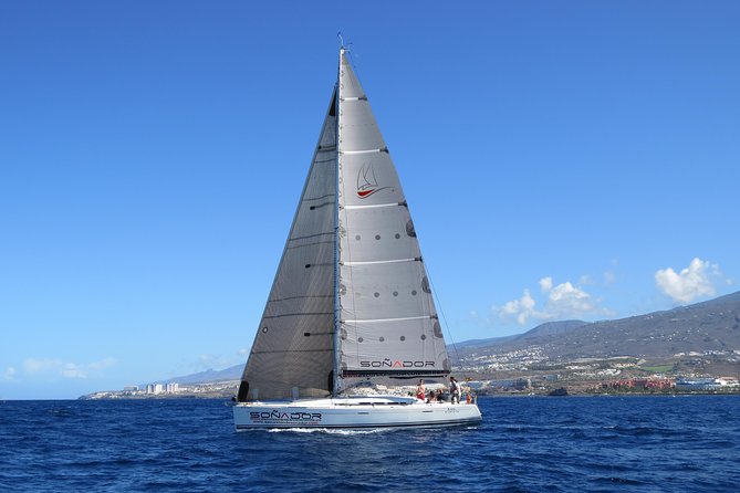 3 Hours All Inclusive Whale and Dolphin Whatching Yacht Trip - Whale and dolphin watching that focuses on real odds