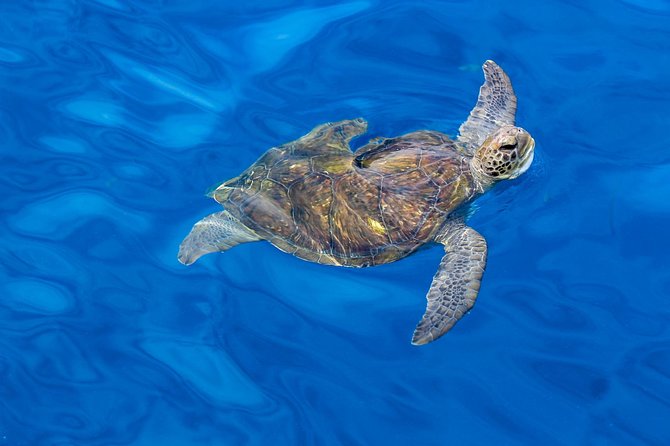 3 Hours All Inclusive Whale and Dolphin Whatching Yacht Trip - Should you book the Soñador all-inclusive yacht trip?