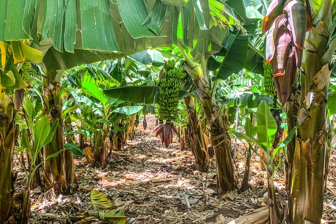 4 Hours Eco Safari Tour with Electric Car in Tenerife - Stop 4: Puerto de Santiago banana plantation and how export fruit grows