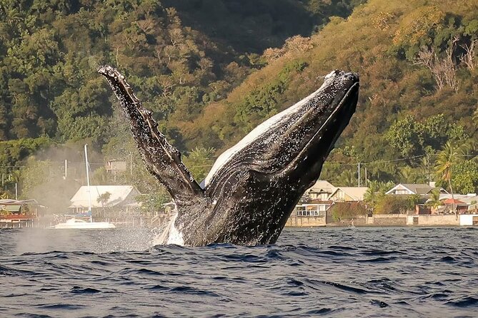 4 Hours of Humpback Whale Watching in Tahiti - Key highlights worth booking for