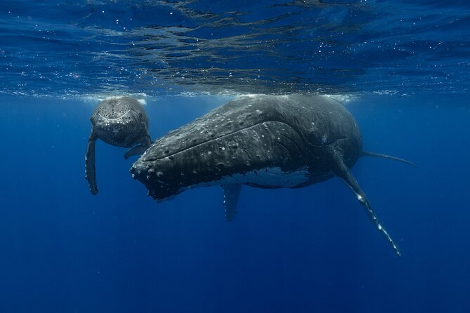 4 Hours of Humpback Whale Watching in Tahiti - Naturalist guides, science, and animal-welfare rules you’ll actually feel