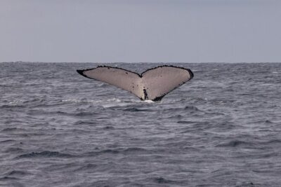 4 Hours of Humpback Whale Watching in Tahiti - Boat time: whale spotting, hydrophone whale song, and the “search rhythm”