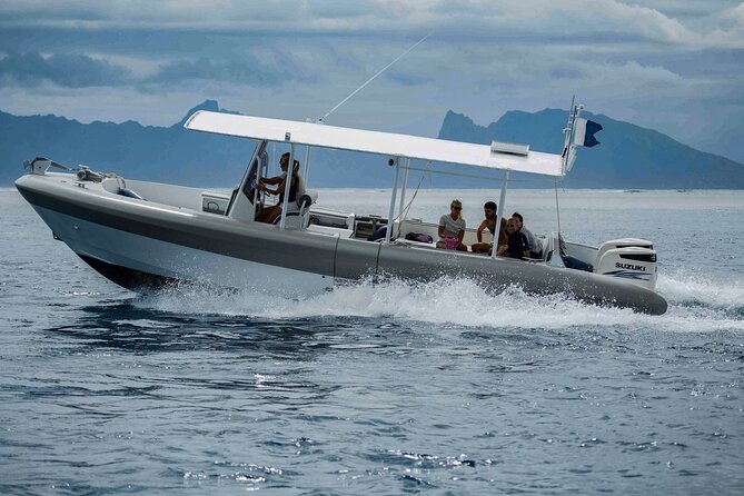 4 Hours of Humpback Whale Watching in Tahiti - Other wildlife on your route: dolphins, turtles, and extra sightings