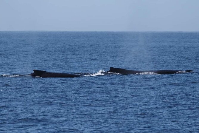 4 Hours of Humpback Whale Watching in Tahiti - Comfort, timing, and the physical side of a day on the water