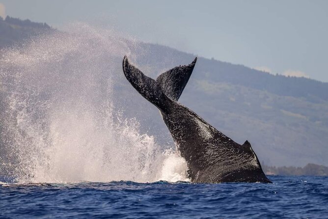 4 Hours of Humpback Whale Watching in Tahiti - Price and value: what $127.54 is buying you in Tahiti