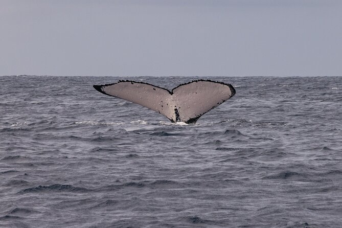 4 Hours of Humpback Whale Watching in Tahiti - Boat time: whale spotting, hydrophone whale song, and the “search rhythm”