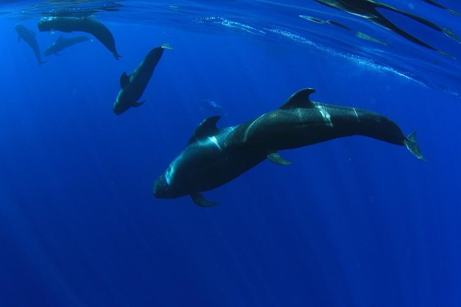 5 hr watching and listening whales and dolps. Visit Los Gigantes - Quick highlights you can plan around
