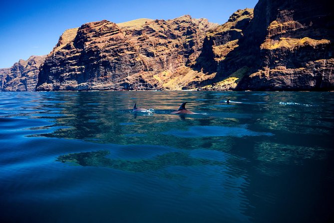 5 hr watching and listening whales and dolps. Visit Los Gigantes - Masca bay swim and snorkeling: clear water, real sea life