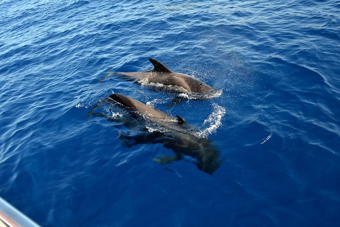 5 hr watching and listening whales and dolps. Visit Los Gigantes - How wildlife days usually feel: what to expect from the crew
