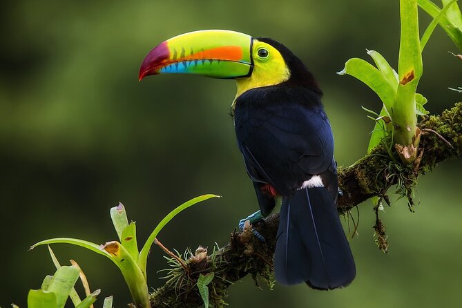 8 days and 7 nights - Costa Rica Pura Vida - Day 3 La Fortuna waterfall hike plus organic farm lunch and Arenal 1968 Park