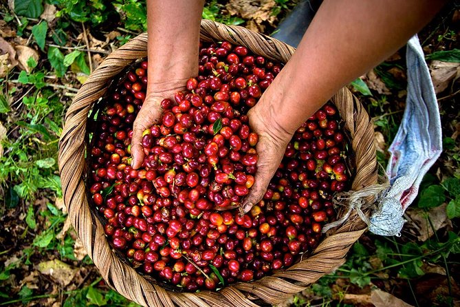 A taste of Aquiares - 2 hours Coffee Tour - Why This Coffee Tour Feels More Like Culture Than a Product Demo