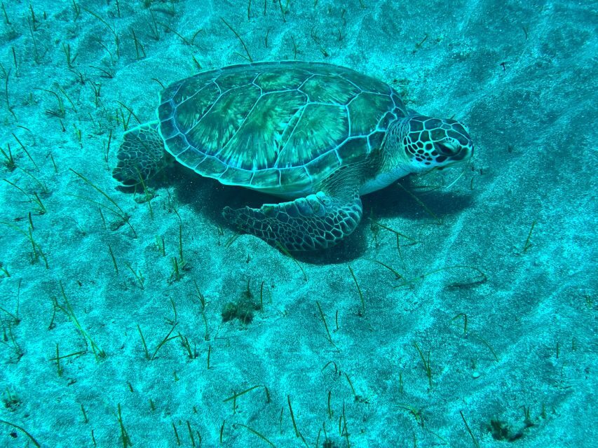 Abades: Guided Snorkeling Tour with Photos - Key highlights worth planning for