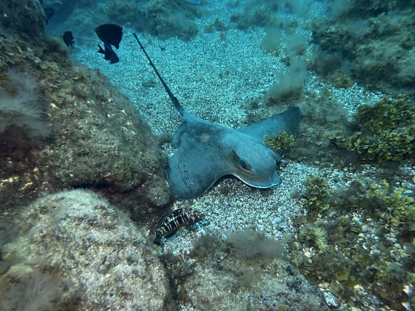 Abades: Guided Snorkeling Tour with Photos - Non-swimmers can come too, but there’s a trade-off