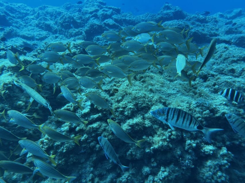 Abades: Guided Snorkeling Tour with Photos - The guide experience: safety, pacing, and real communication