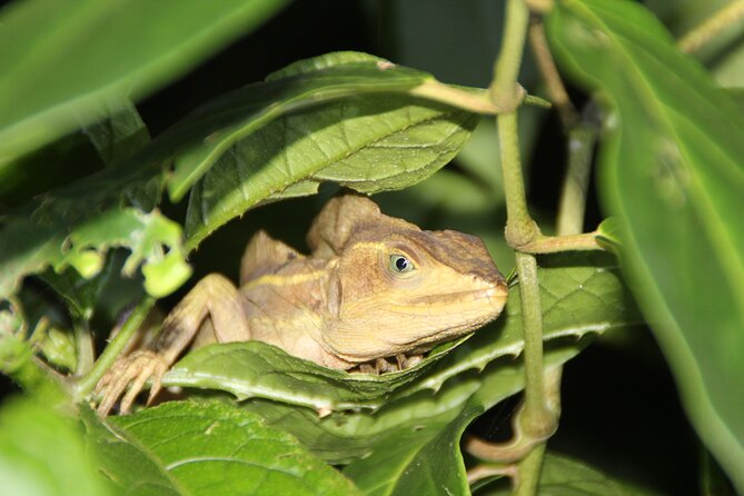 Adventure Canoe Tour in Tortuguero - The 2-hour paddle through Tortuguero National Park (what to expect)