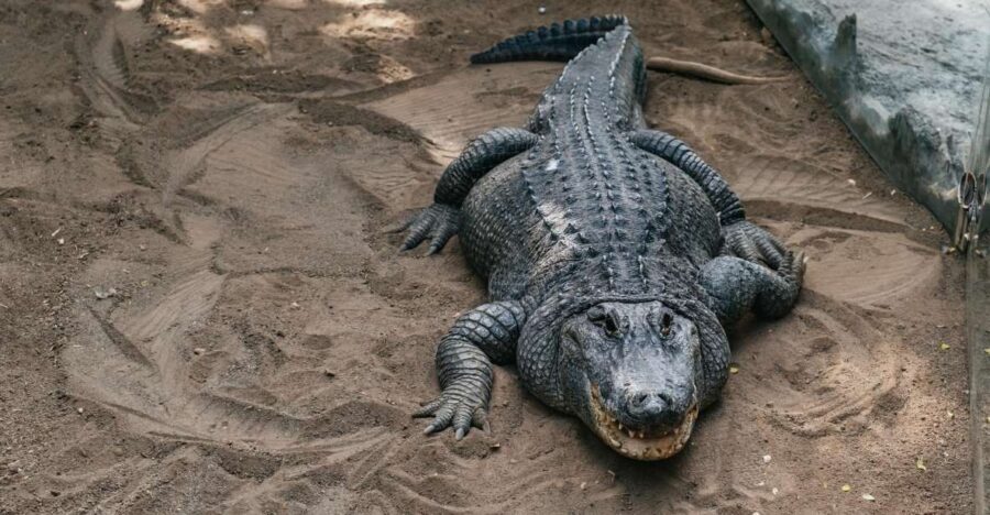 Agüimes: Cocodrilo Park Zoo Entry Ticket - Getting there and timing: plan for a smart half-day
