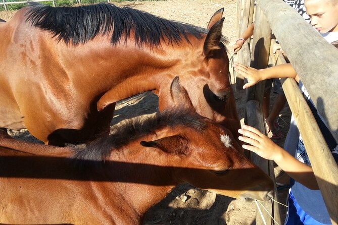Alcamo Farm Animals and Aromatic Garden - A 90-minute farm tour that feels like the real countryside