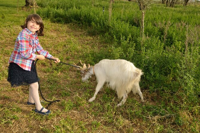 Alcamo Farm Animals and Aromatic Garden - Olive grove, vineyard, and citrus paths: what the walk is really for