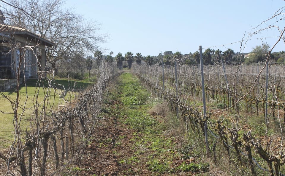 Alcúdia/Can Picafort: Guided Vineyard Visit and Wine Tasting - Key things to know before you go