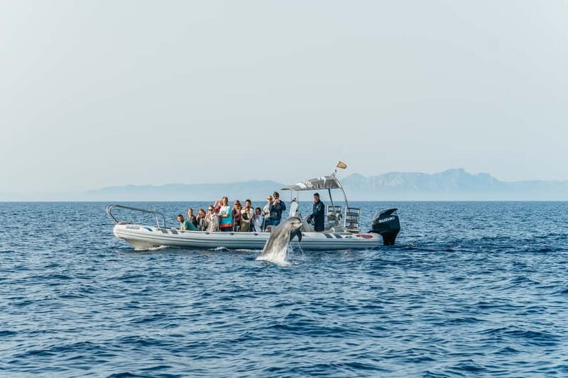 Alcudia or Can Picafort: Dolphin-Watching Cruise - What the Guide Actually Does (So You See More, Not Just More Names)