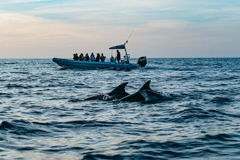 Alcudia or Can Picafort: Dolphin-Watching Cruise - Sunrise or Afternoon Cruise: Picking the Right Time for Your Vibe