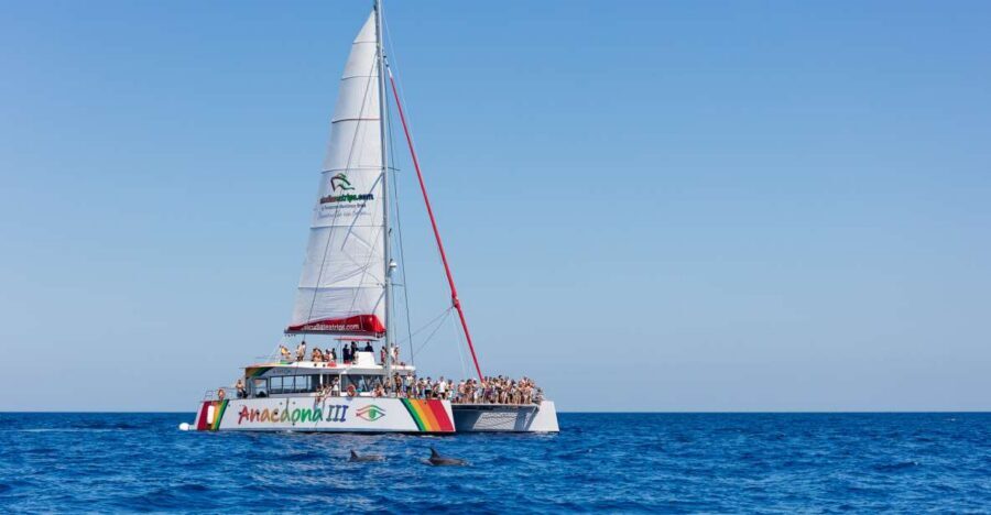 Alcudia: Sunset Catamaran Tour with Dinner and Snorkeling - Key things that make the Alcúdia sunset catamaran special