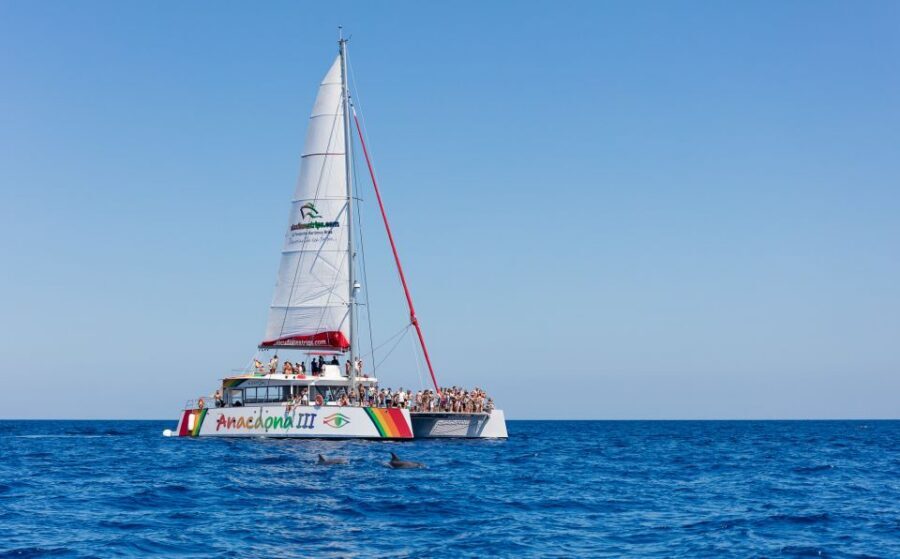 Alcudia: Sunset Catamaran Tour with Dinner and Snorkeling - The cove stop: swimming, nets, paddleboards, and kayaks