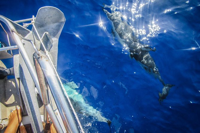 All inclusive day sailing tour from Naxos to the small cyclades - From Naxos Port to the Small Cyclades: what this day trip is really like
