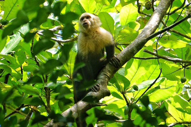 All Inclusive National Park Manuel Antonio with Binoculars - Price and value: what you’re paying for at $80 per person