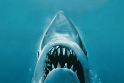 All New Shared Jaws tour Budget Friendly - Key Points to Know Before You Go