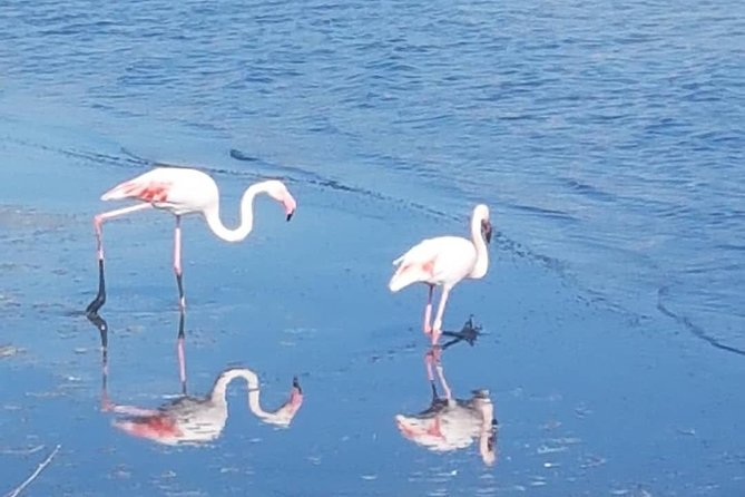 Apelisetta tuk tuk: 2 hours tour of Cagliari - Molentargius-Saline: flamingos at the ponds, up close if luck is on your side