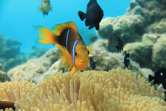 Aqua Safari Introductory Helmet Dive (Underwater Walk) - Photos in HD: the real souvenir value (and how to get the best ones)