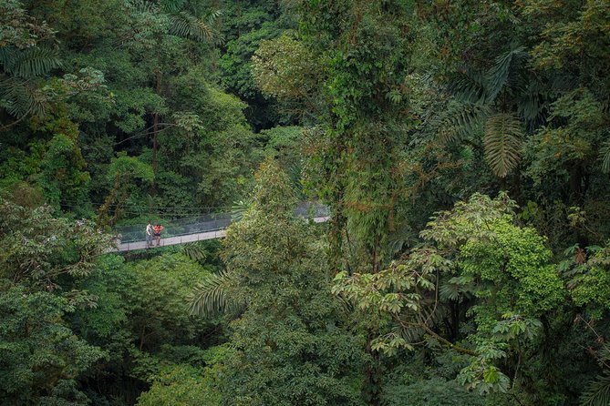 Arenal Hanging Bridges Hiking Tour - La Fortuna Hanging Bridges: What the 4-Hour Experience Feels Like