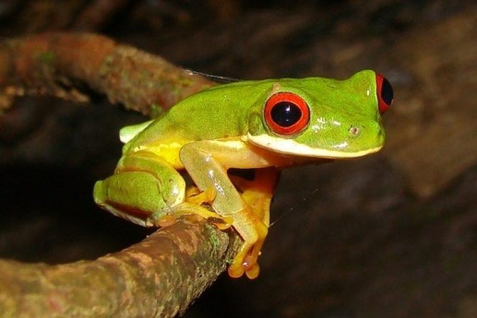 Arenal Oasis Night Walk from Arenal - Key things that make this night walk work
