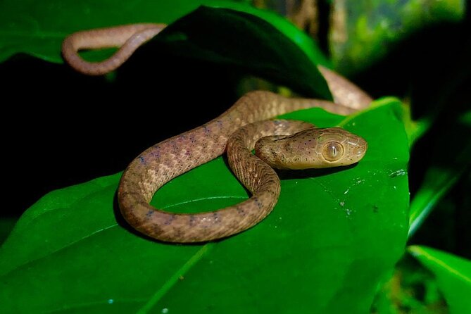 Arenal Oasis Night Walk from Arenal - Who should book this night walk (and who might skip it)