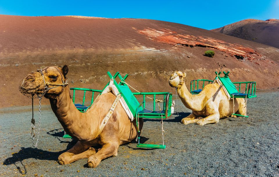 Arrecife: Timanfaya and Green Lagoon for Cruise Passengers - How the timing works: 2.5 hours vs 5 hours