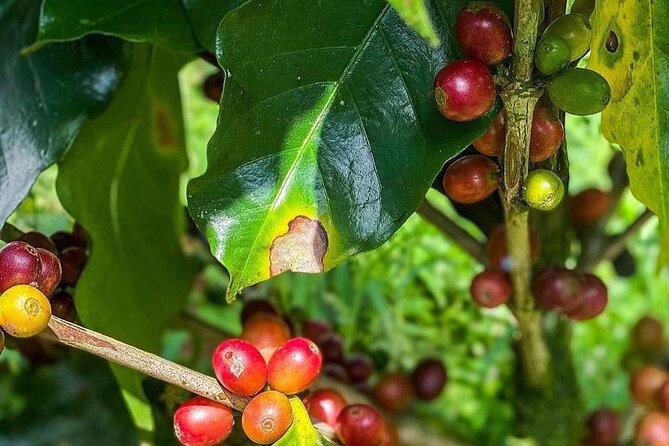 ATV Waterfall & Organic Coffee Farm with Lunch - Who Should Book This ATV + Coffee Farm Tour