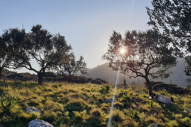 Authentic Olive Oil and Cultural Experience in Crete - Key Highlights You’ll Notice Right Away