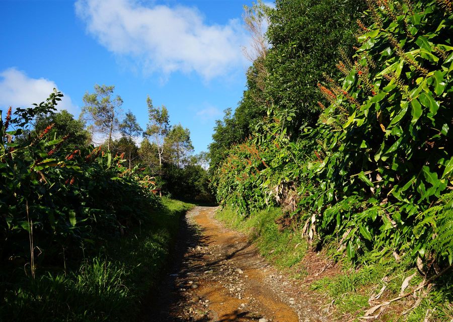 Azores: São Miguel and Lagoa do Fogo Hiking Trip - Picnic by the Lake Shore: Lunch That Doesn’t Feel Like an Afterthought