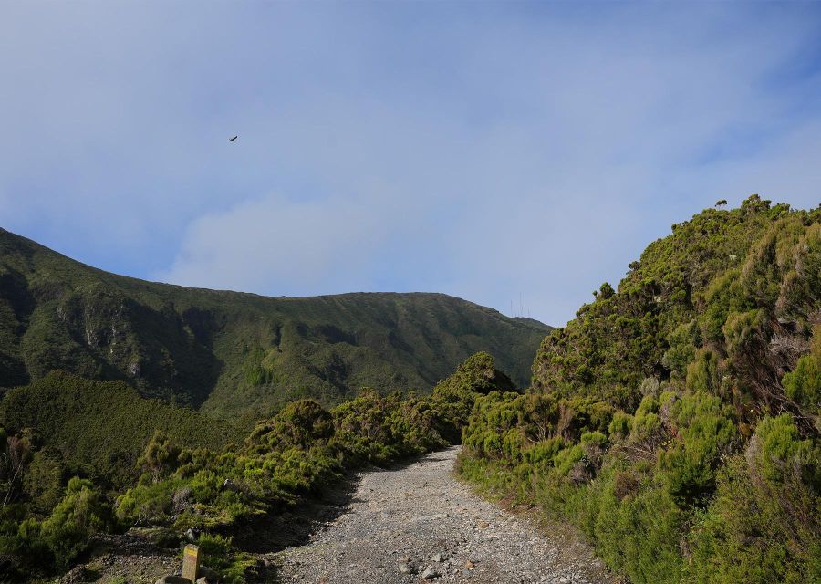 Azores: São Miguel and Lagoa do Fogo Hiking Trip - Starting in Água D’Alto: Pastures, Cryptomeria, and First Big Views