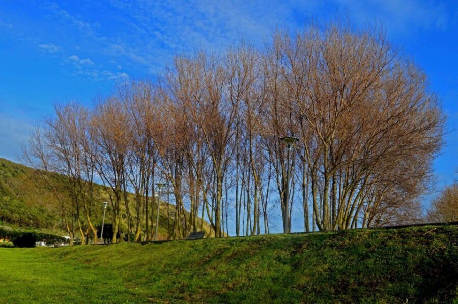 Azores: Terceira Island Full-Day Tour - Biscoitos: stone-wall fields and the quiet power of terroir