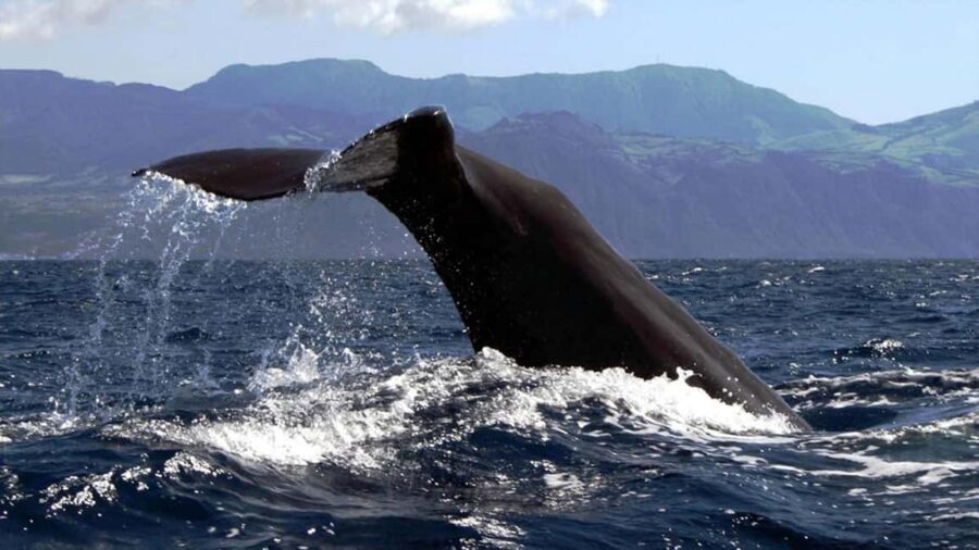 Azores Whale Watching & Islet Boat Tour - What to bring (and what not to ignore) for a better ride