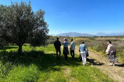 Balestrate Olive Grove Tour: Wine and Olive Oil Tasting - How Olive Oil Production Comes to Life on the Walk