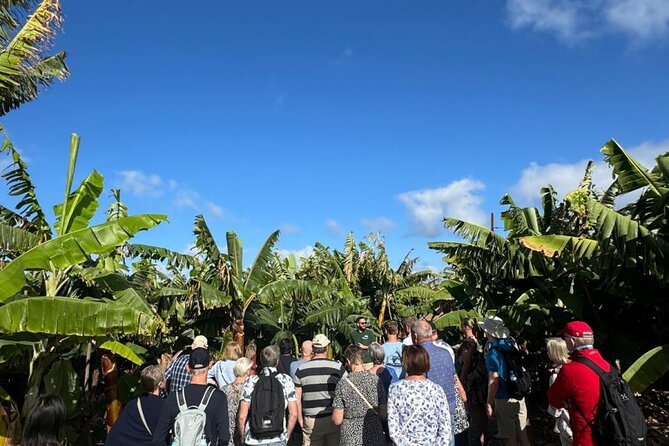 Banana Museum, Rum Distillery & Winery with Tasting: Premium tour - Stop 3: Arehucas Rum Distillery guided visit and cellars