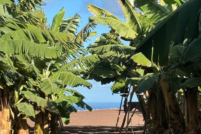 Banana Museum, Rum Distillery & Winery with Tasting: Premium tour - Stop 5: Agaete free hour for lunch on your own