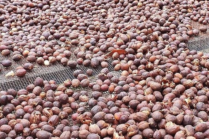 Banana Museum, Rum Distillery & Winery with Tasting: Premium tour - Stops 6–8: Bodega Los Berrazales (grapes, wine + coffee, and mojo workshop)